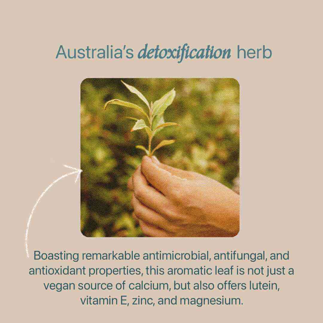 Native Detox Tea – Australian Tea and Wellness – Roogenic