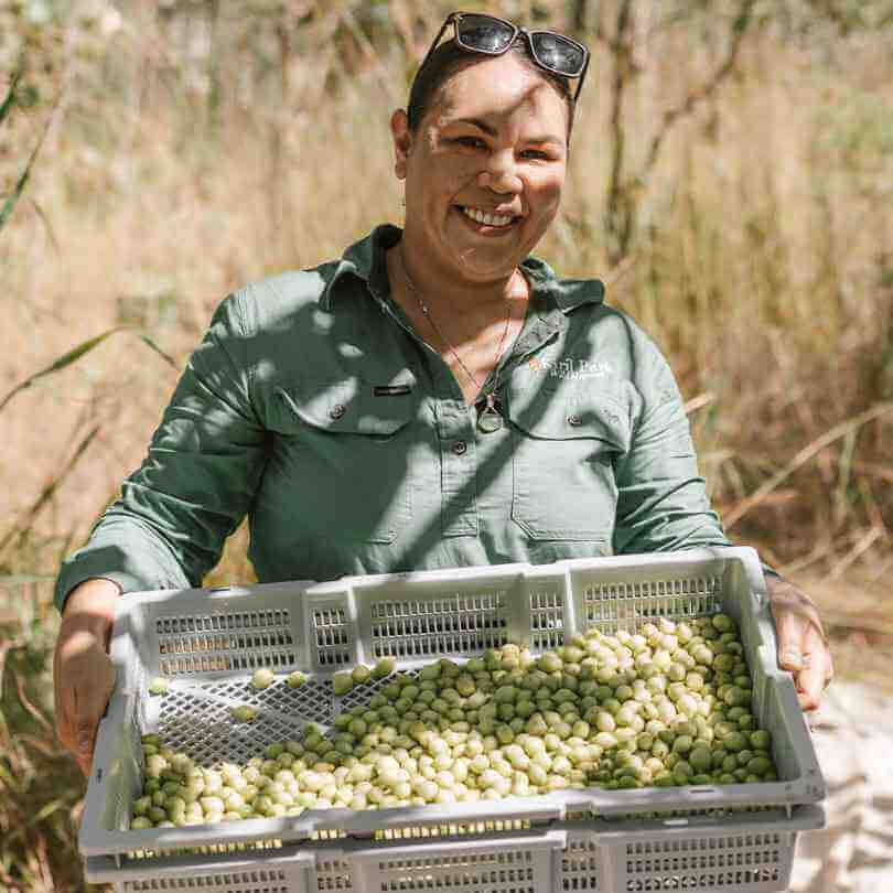 Kakadu Plum (Gubinge) – Australian Tea and Wellness – Roogenic