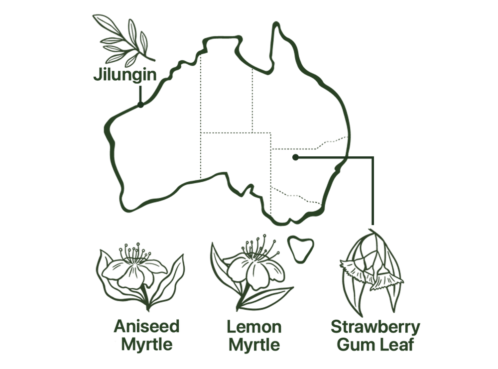 Map of Native Relaxation Tea's Native Australian Ingredients