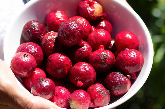 The Hidden Health Benefits of Native Bush Foods - Roogenic