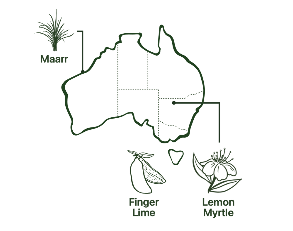 Map of Metabolism Tea Native Australian Ingredients